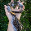 Hairwrap loup oeil de tigre