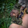 Hairwrap Loup Aventurine