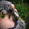 Hairwrap Loup Aventurine